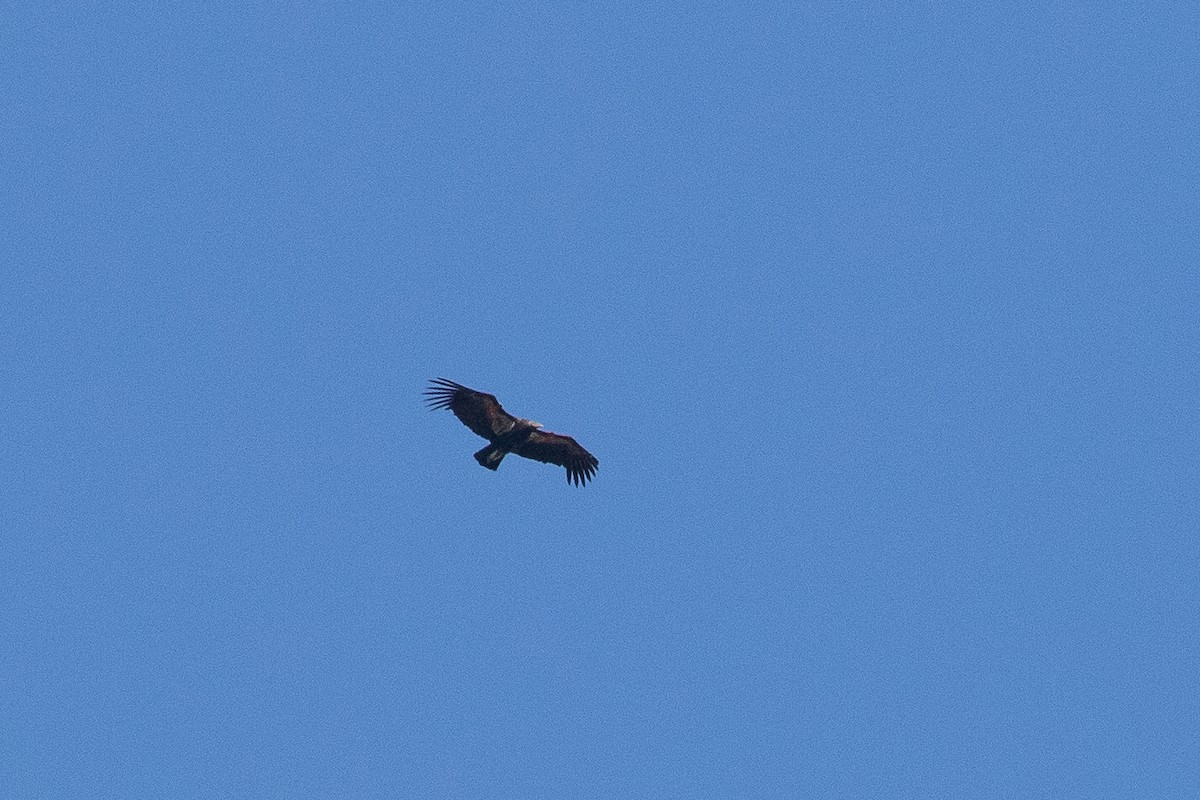 California Condor - Dorna Mojab