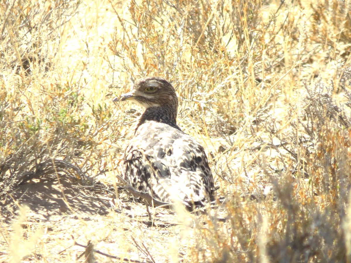 Spotted Thick-knee - ML616327223