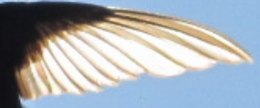 Yakut Boğazlı Kolibri - ML616327406