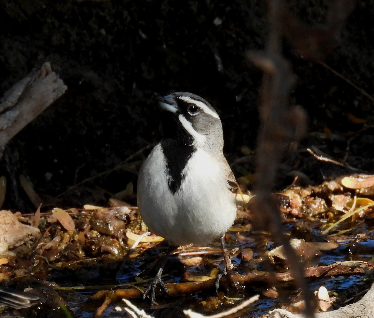 Black-throated Sparrow - Mary Tannehill