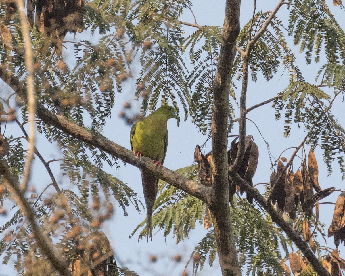 Pin-tailed Green-Pigeon - Dixie Sommers