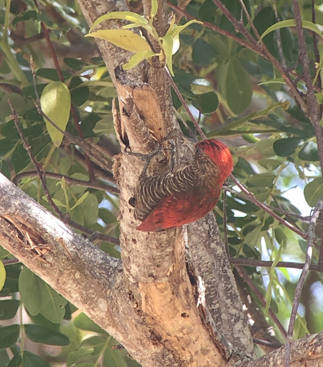 Blood-colored Woodpecker - ML616327655