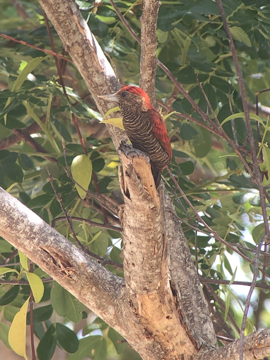 Blood-colored Woodpecker - ML616327656