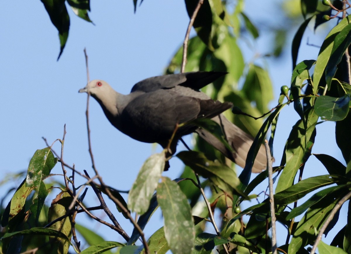 Ring-tailed Pigeon - Ken Oeser