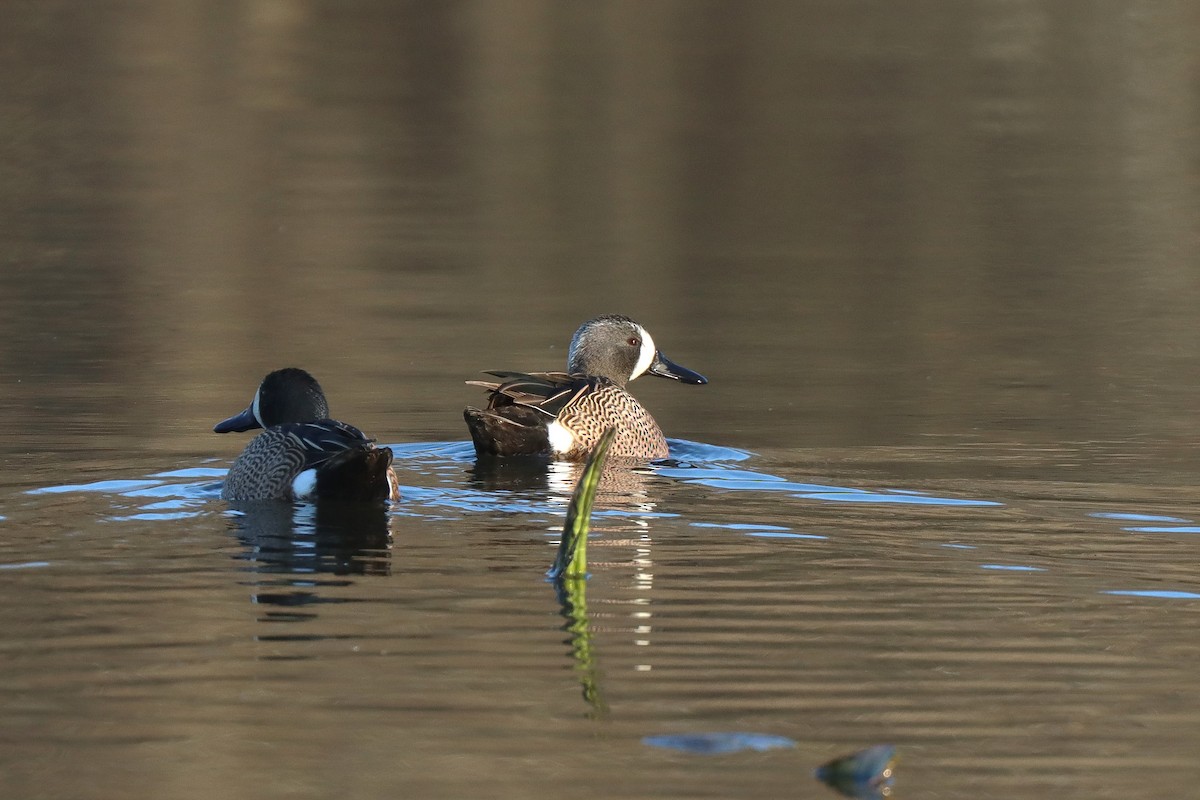 Blue-winged Teal - Mark Gallagher