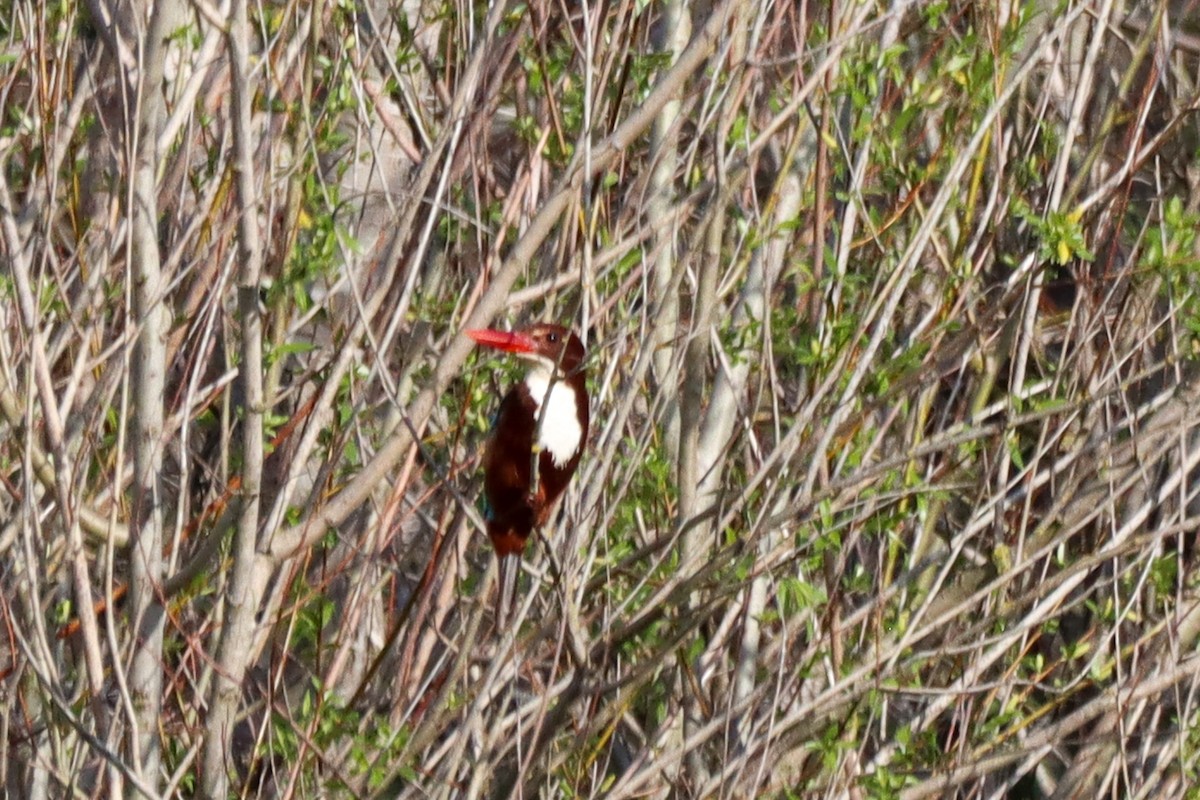 White-throated Kingfisher - ML616327849
