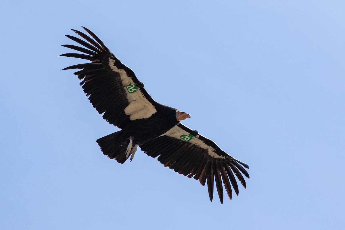 California Condor - Dorna Mojab