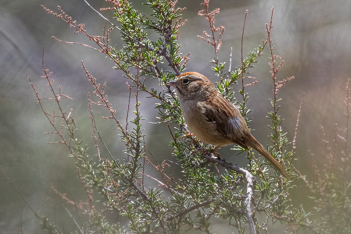 Rufous-crowned Sparrow - Dorna Mojab