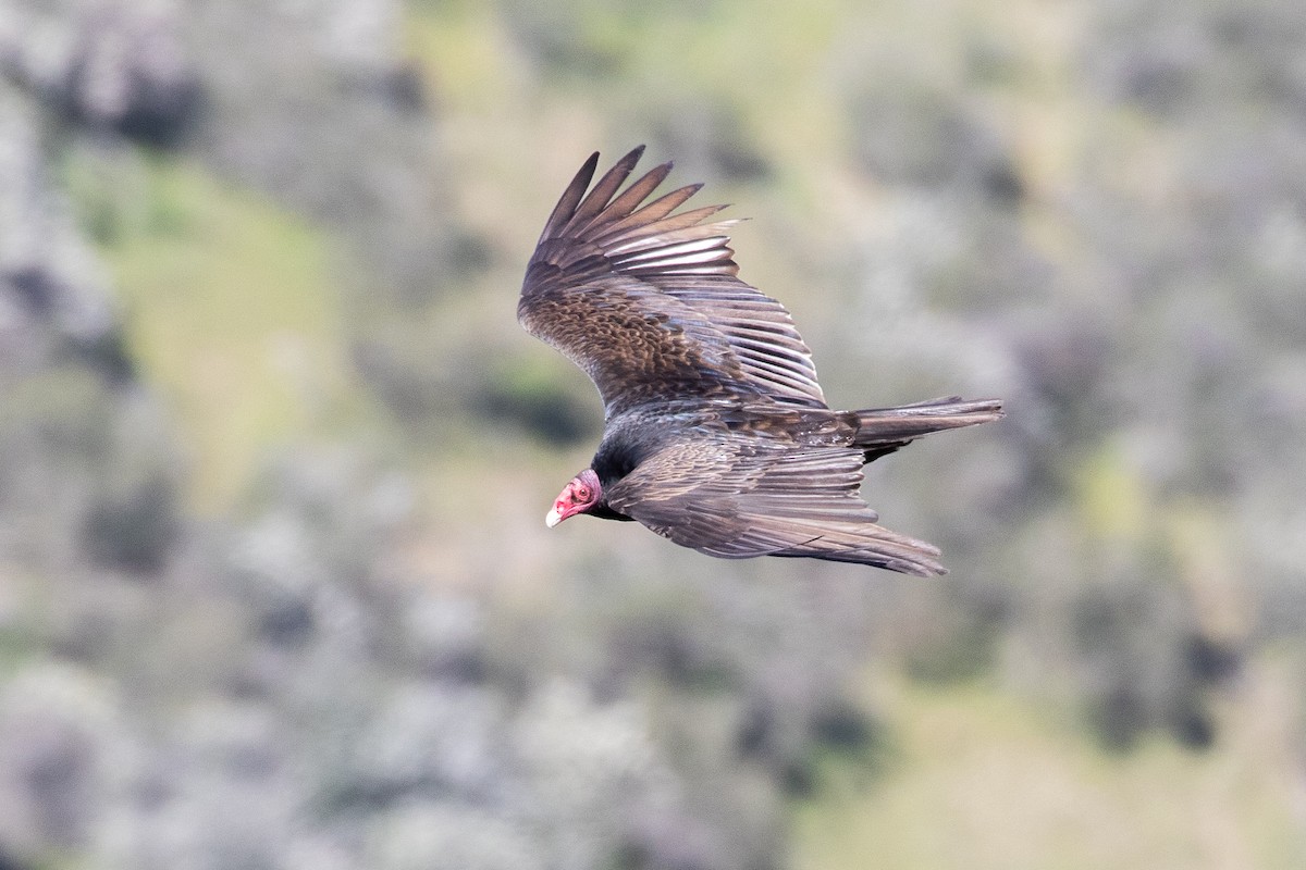 Turkey Vulture - ML616327931
