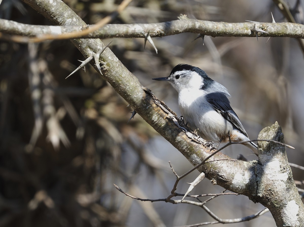 White-breasted Nuthatch - ML616328058