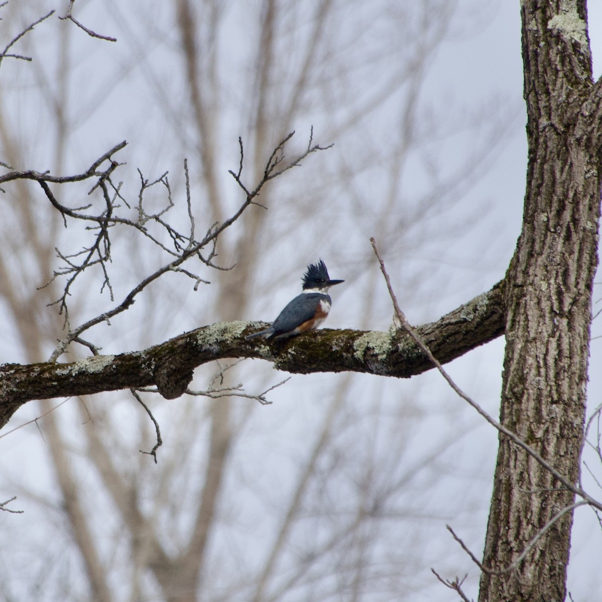Belted Kingfisher - ML616328093