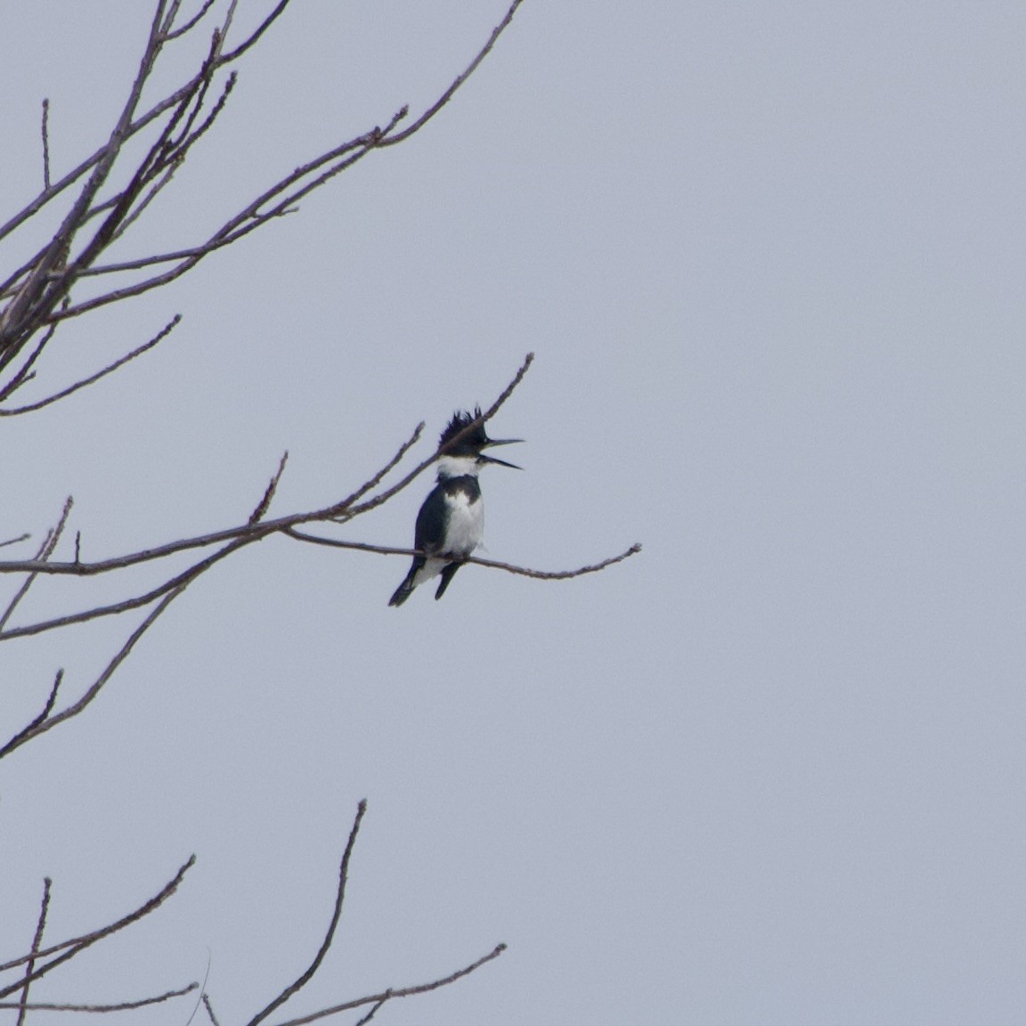 Belted Kingfisher - ML616328098