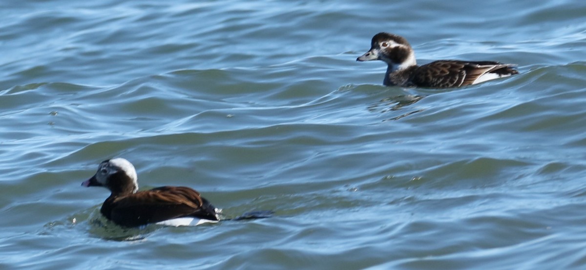 Long-tailed Duck - ML616328247