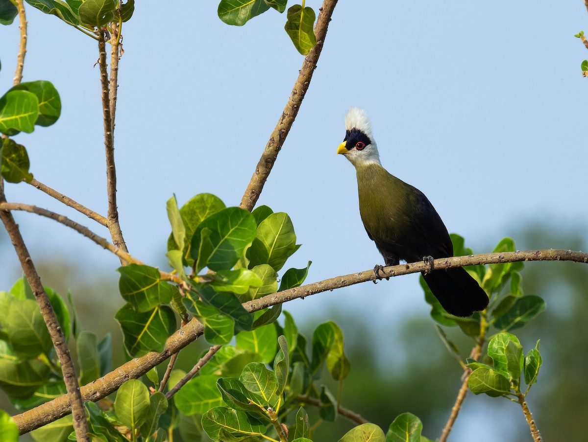 White-crested Turaco - ML616328612