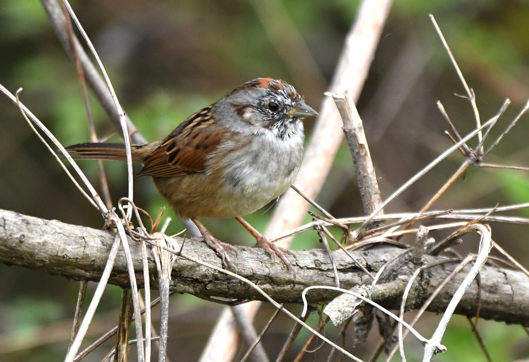 Swamp Sparrow - ML616328730