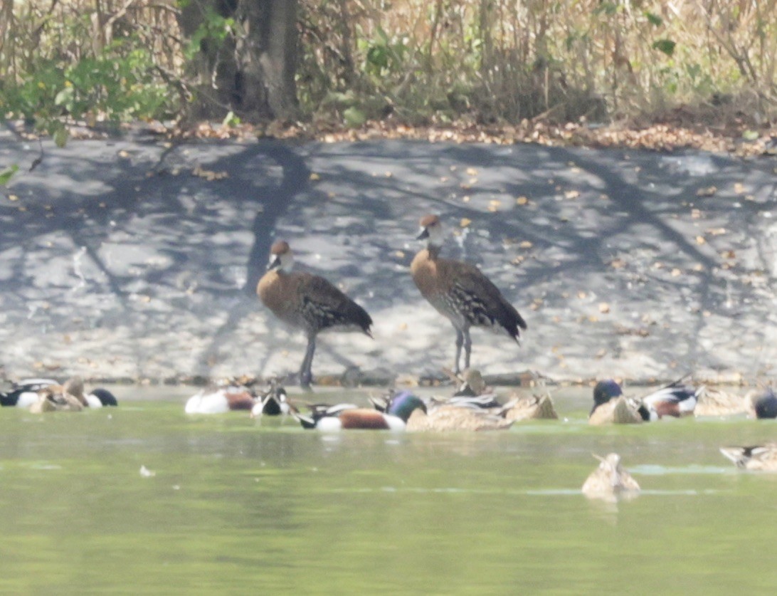 West Indian Whistling-Duck - ML616328791