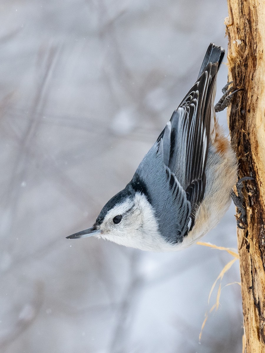 White-breasted Nuthatch - ML616328931