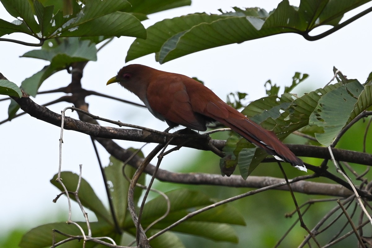 Squirrel Cuckoo (Amazonian) - ML616329054