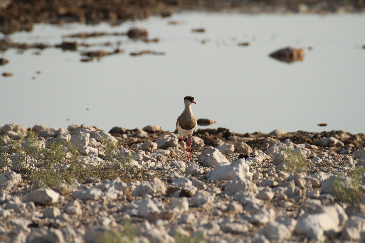 Crowned Lapwing - ML616329309