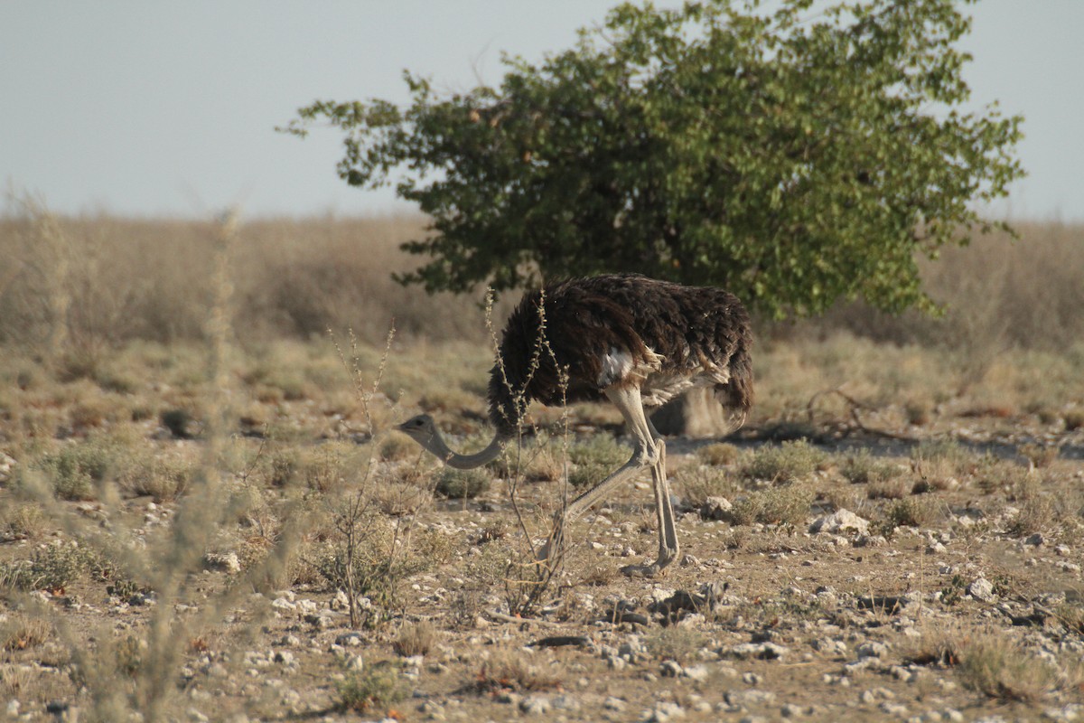 Common Ostrich - ML616329354