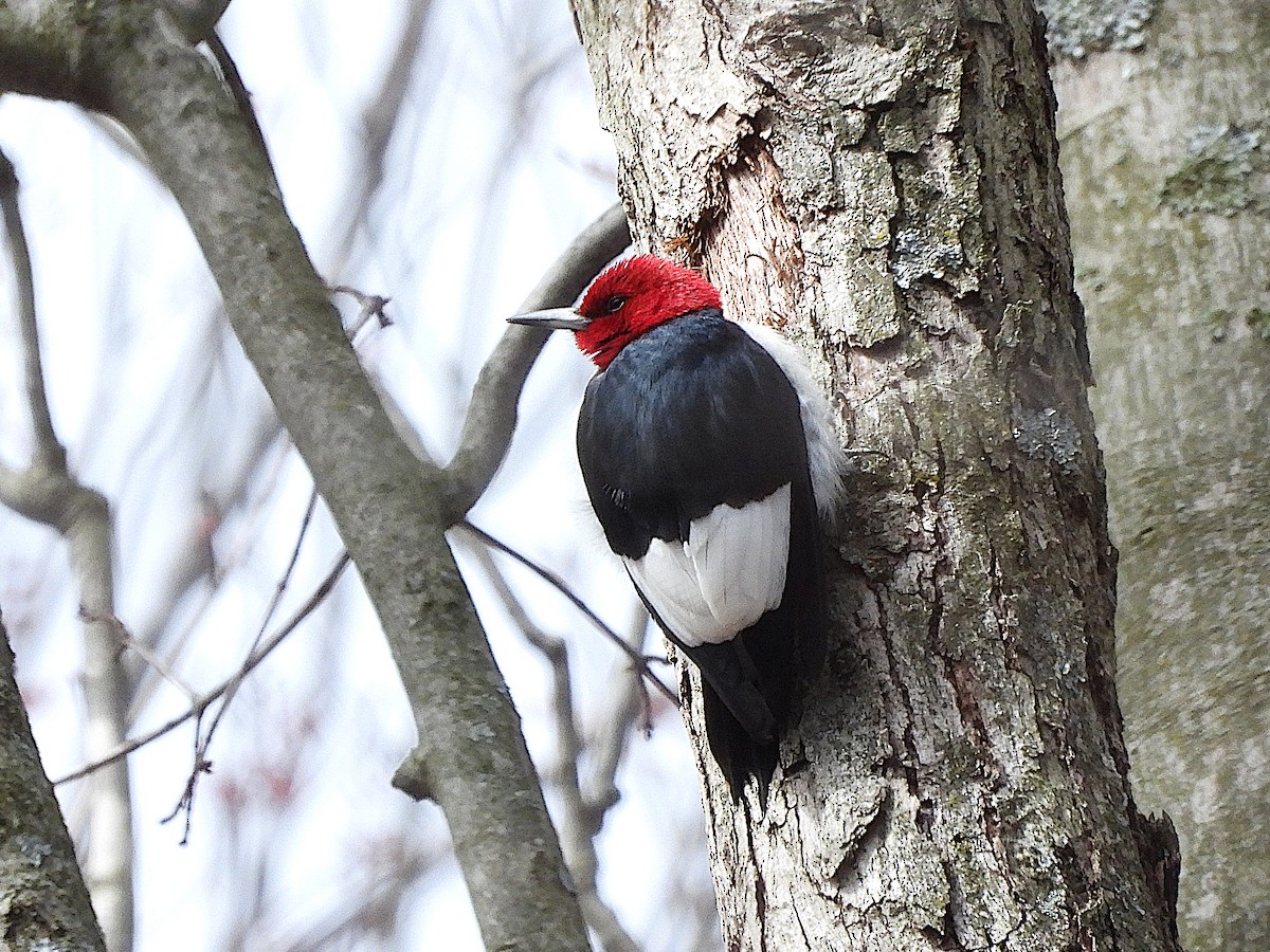 Red-headed Woodpecker - ML616329505