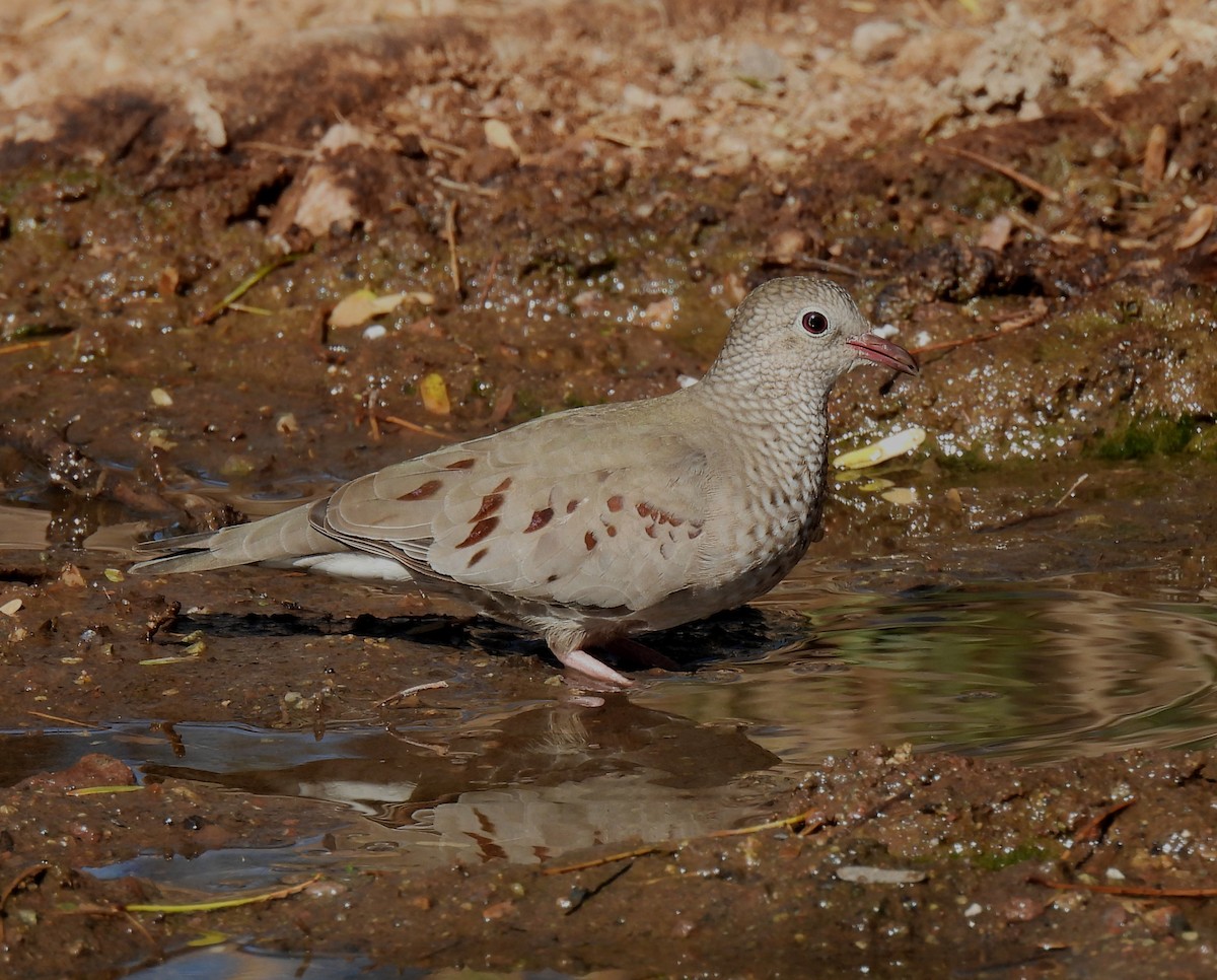 Common Ground Dove - Mary Tannehill