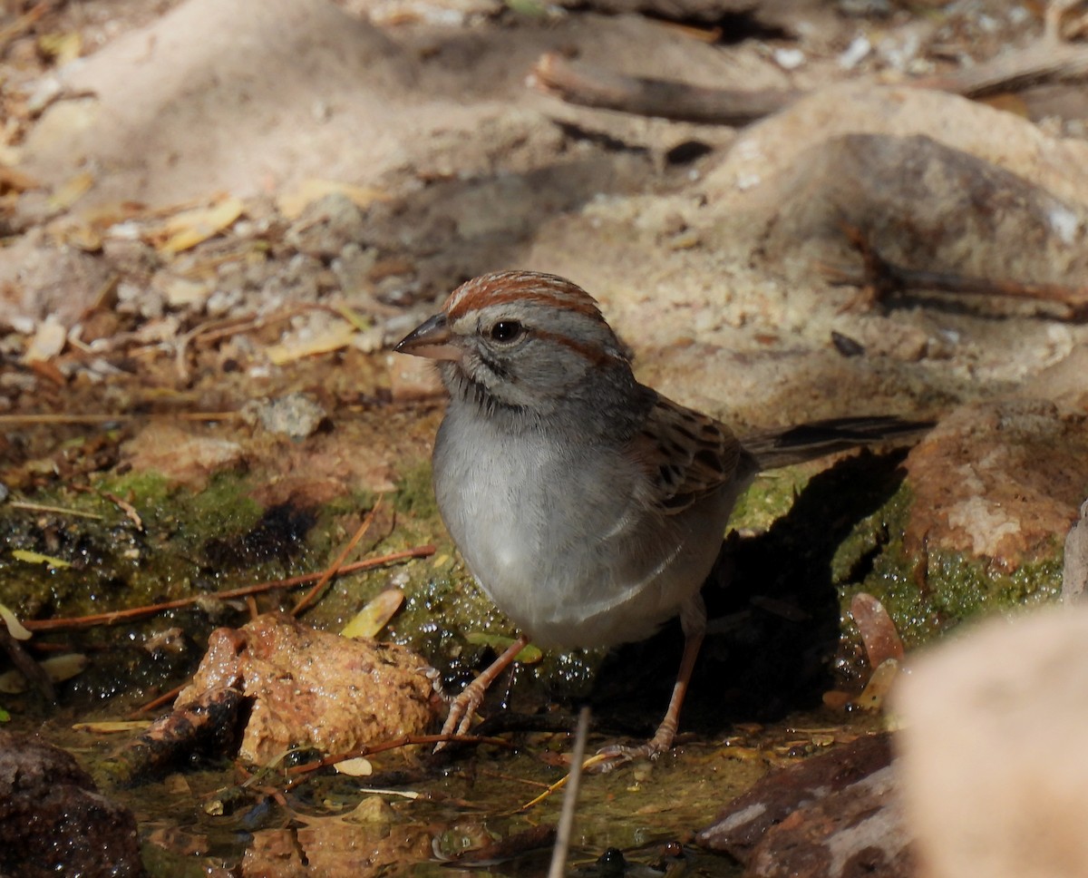 Rufous-winged Sparrow - Mary Tannehill