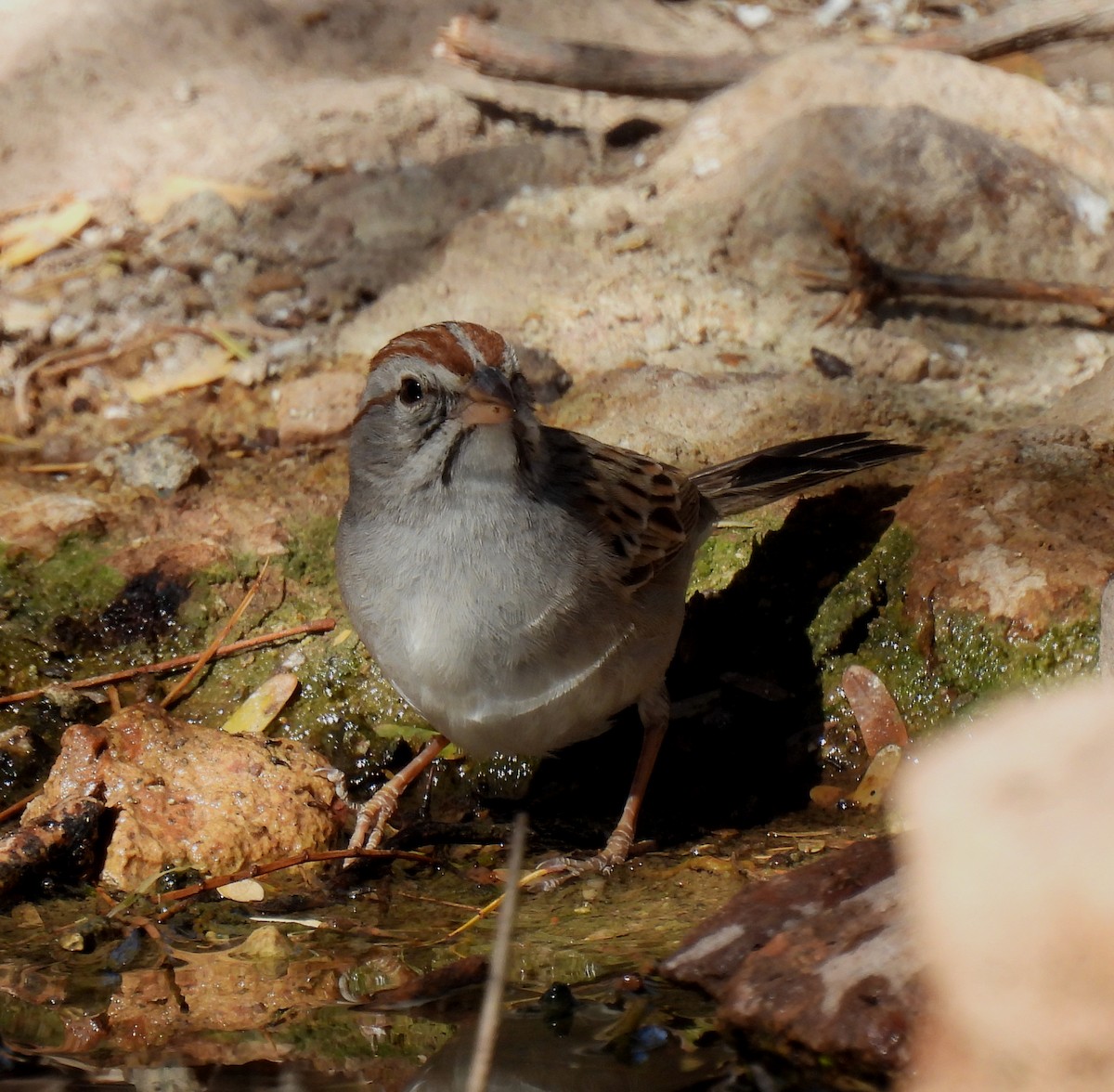 Rufous-winged Sparrow - ML616329738