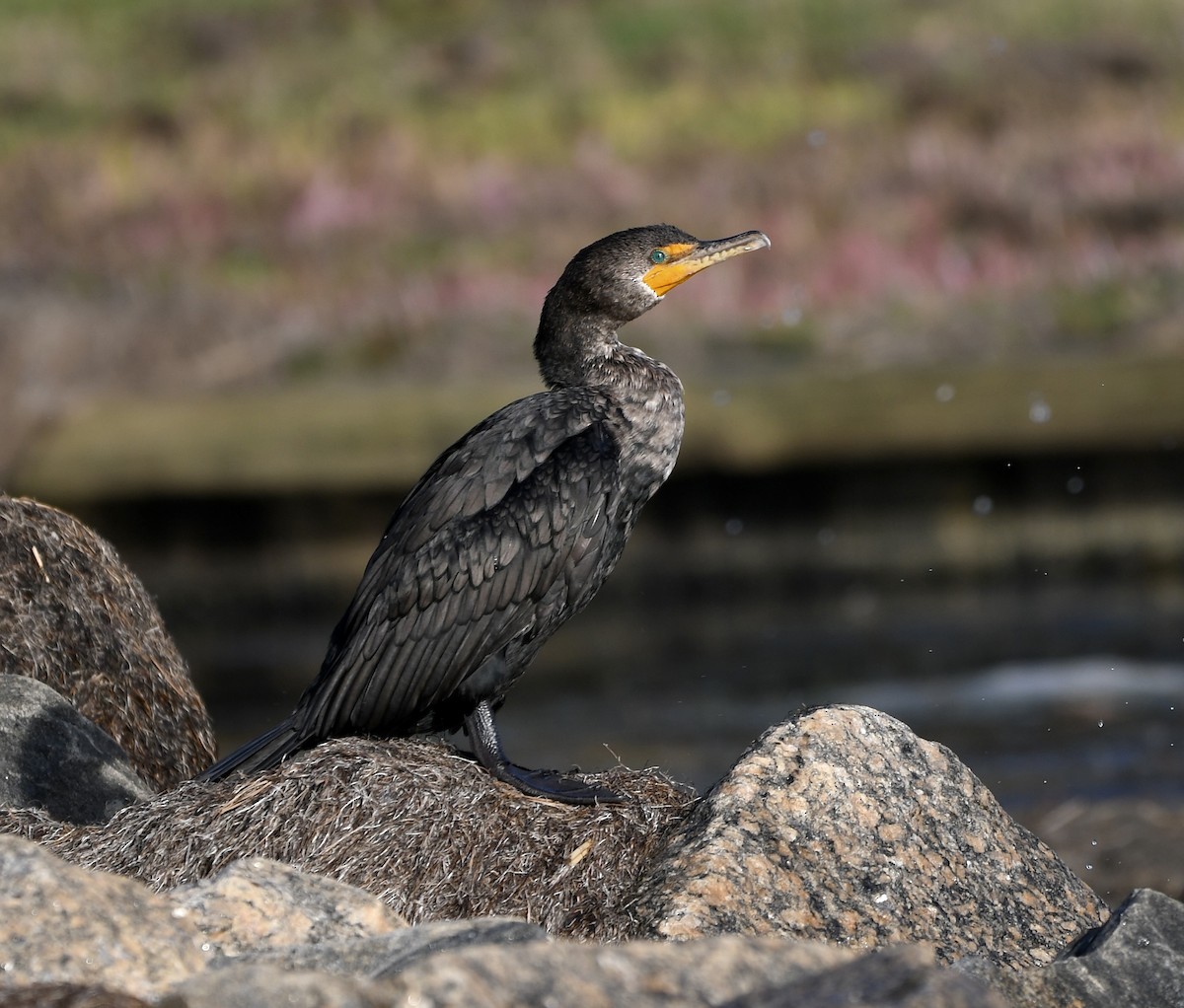 Double-crested Cormorant - Claudia Nielson