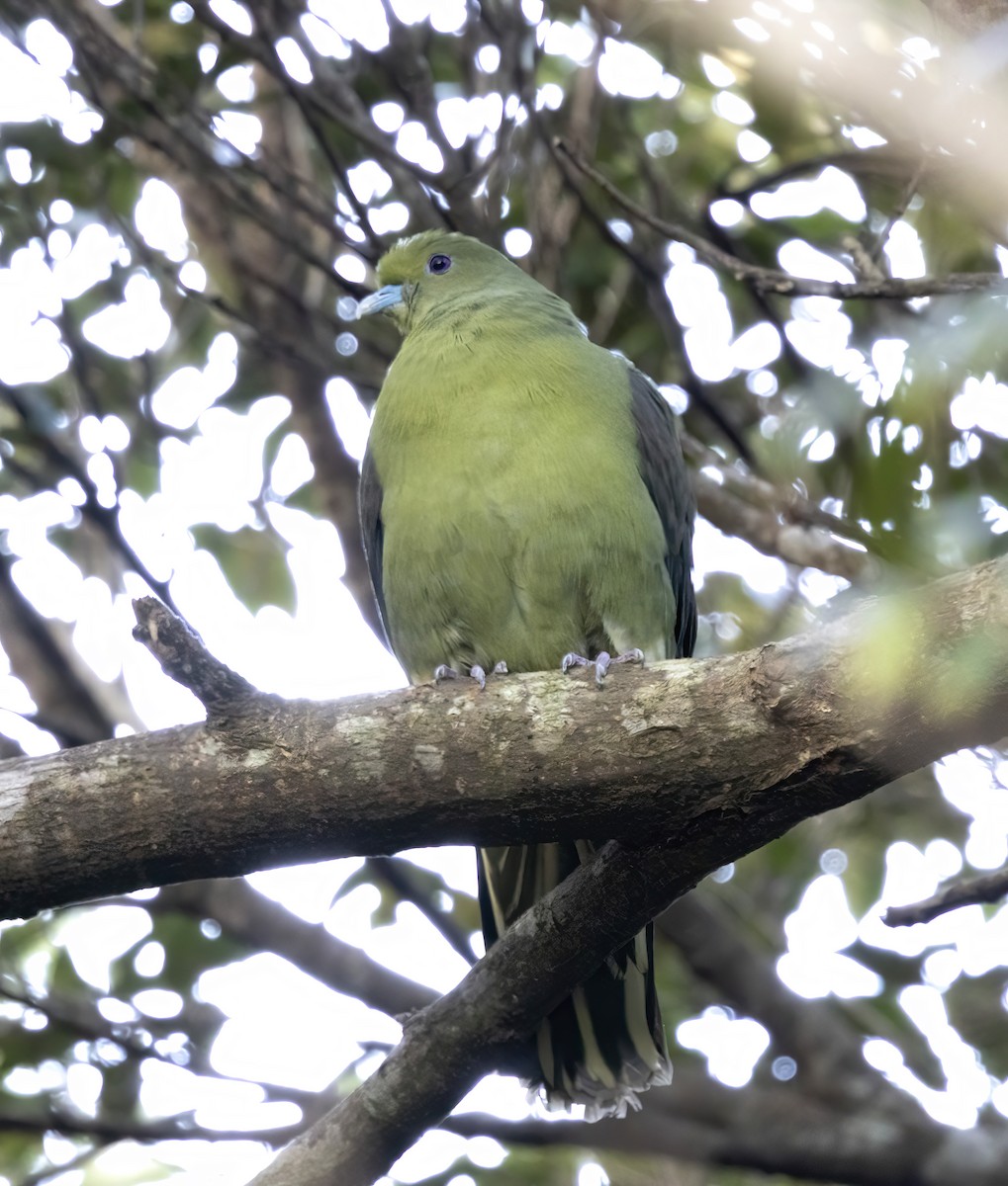Whistling Green-Pigeon (Ryukyu) - Peter Candido