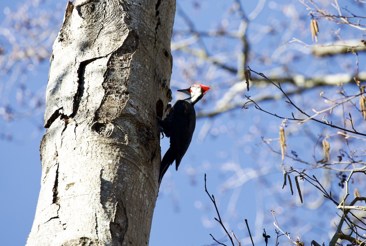 Pileated Woodpecker - ML616329842