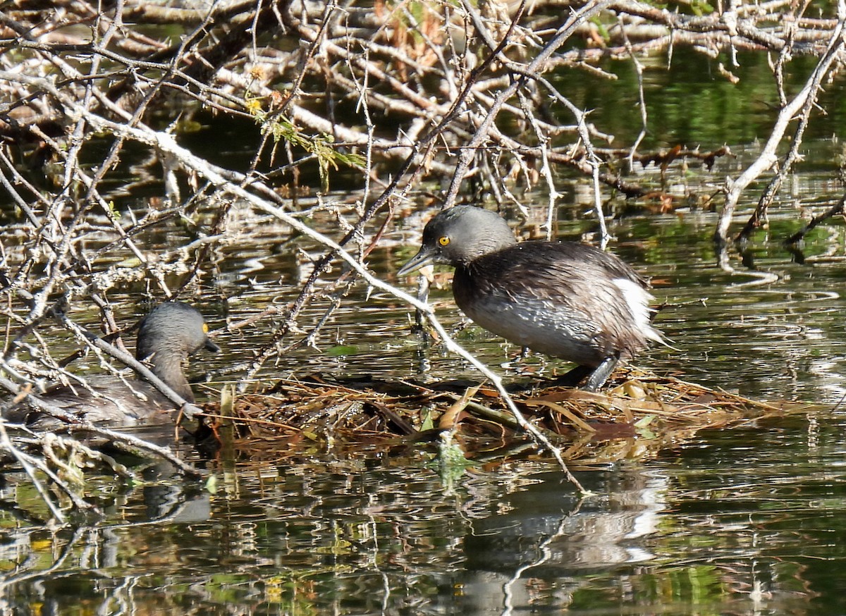 Least Grebe - Mary Tannehill