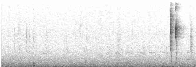 Grauschwanz-Dickichtschlüpfer - ML616330021