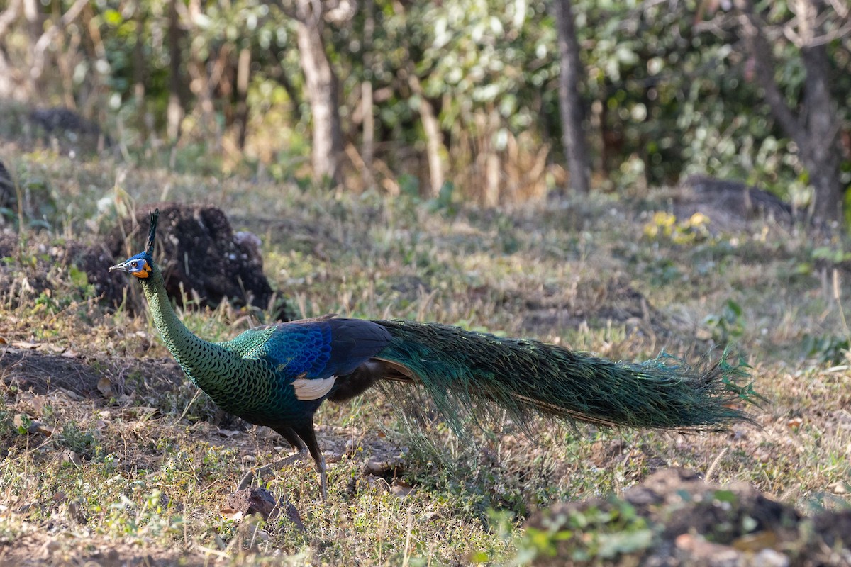 Green Peafowl - Dixie Sommers
