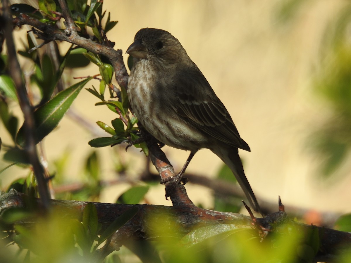 House Finch (Common) - ML616330315