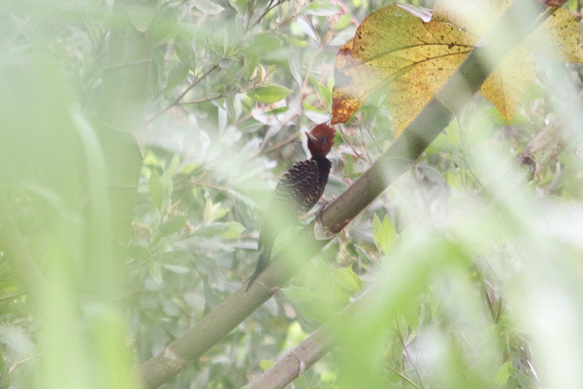Rufous-headed Woodpecker - ML616330329
