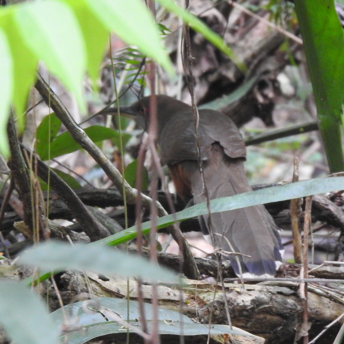 Puerto Rican Lizard-Cuckoo - ML616330371