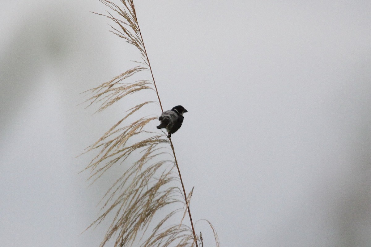 Wing-barred Seedeater (Caqueta) - ML616330401
