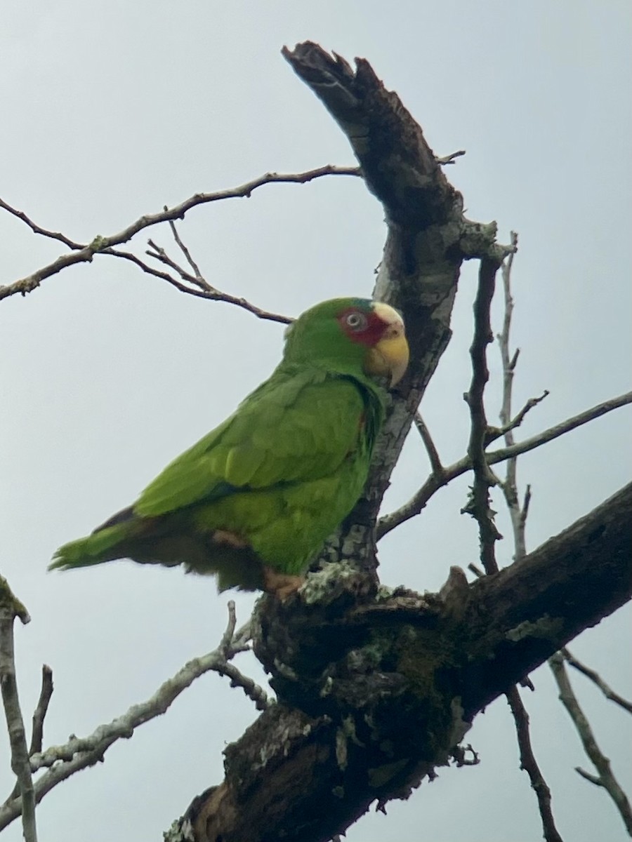 White-fronted Parrot - ML616330404