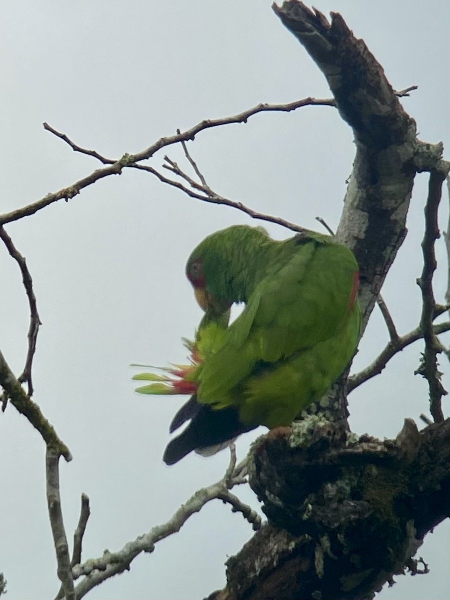 White-fronted Parrot - ML616330405