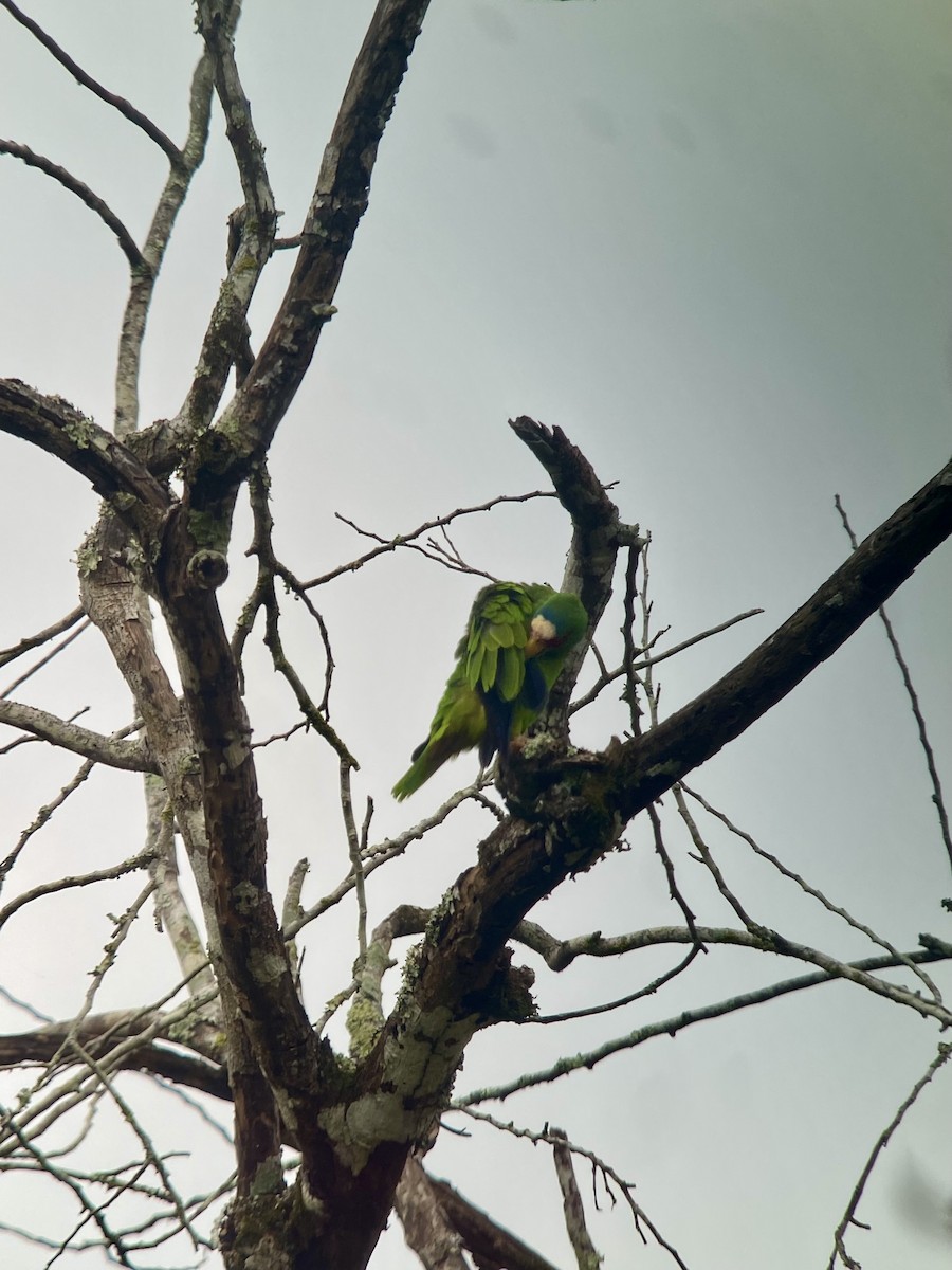 White-fronted Parrot - ML616330406