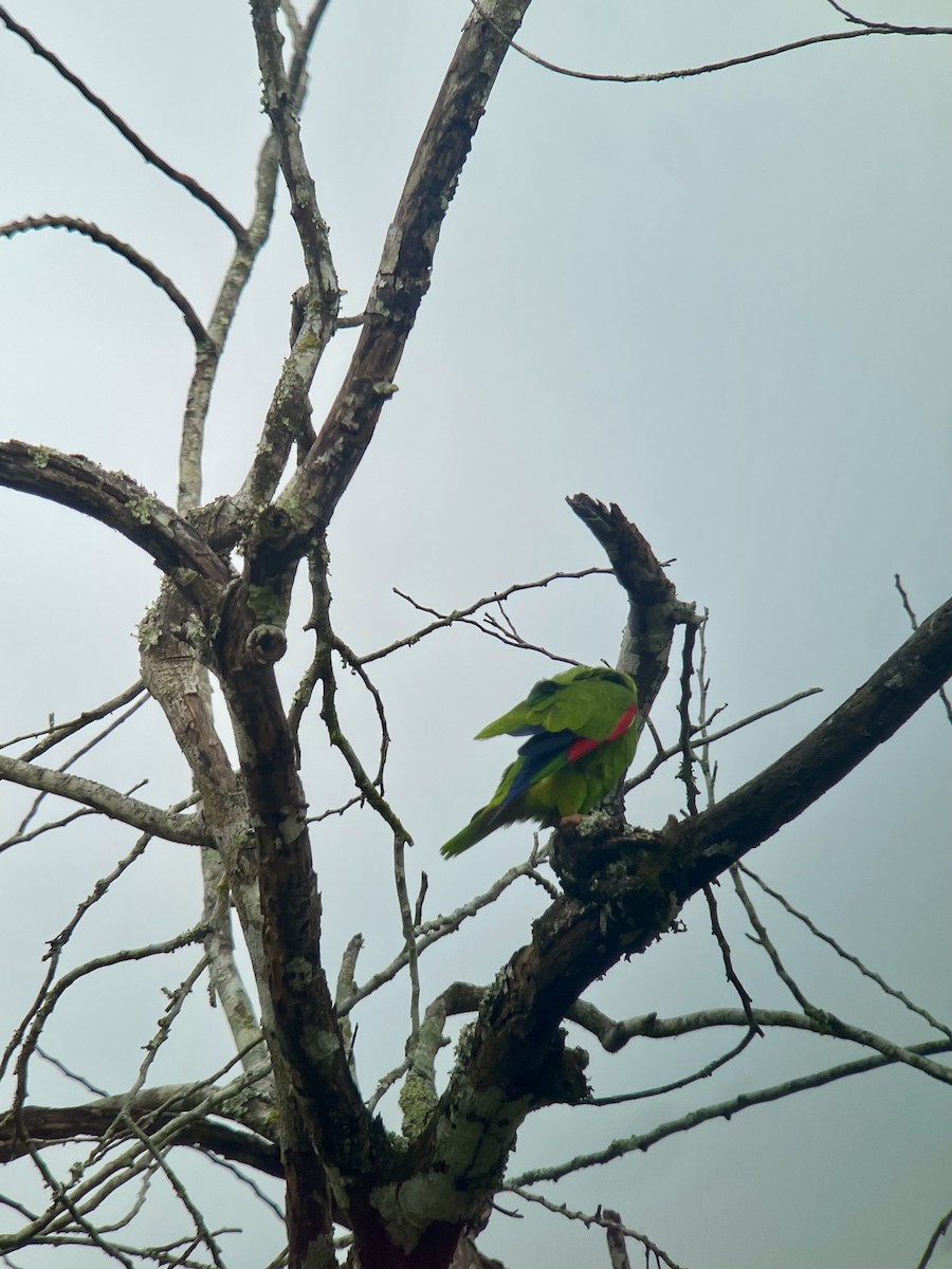 White-fronted Parrot - ML616330407