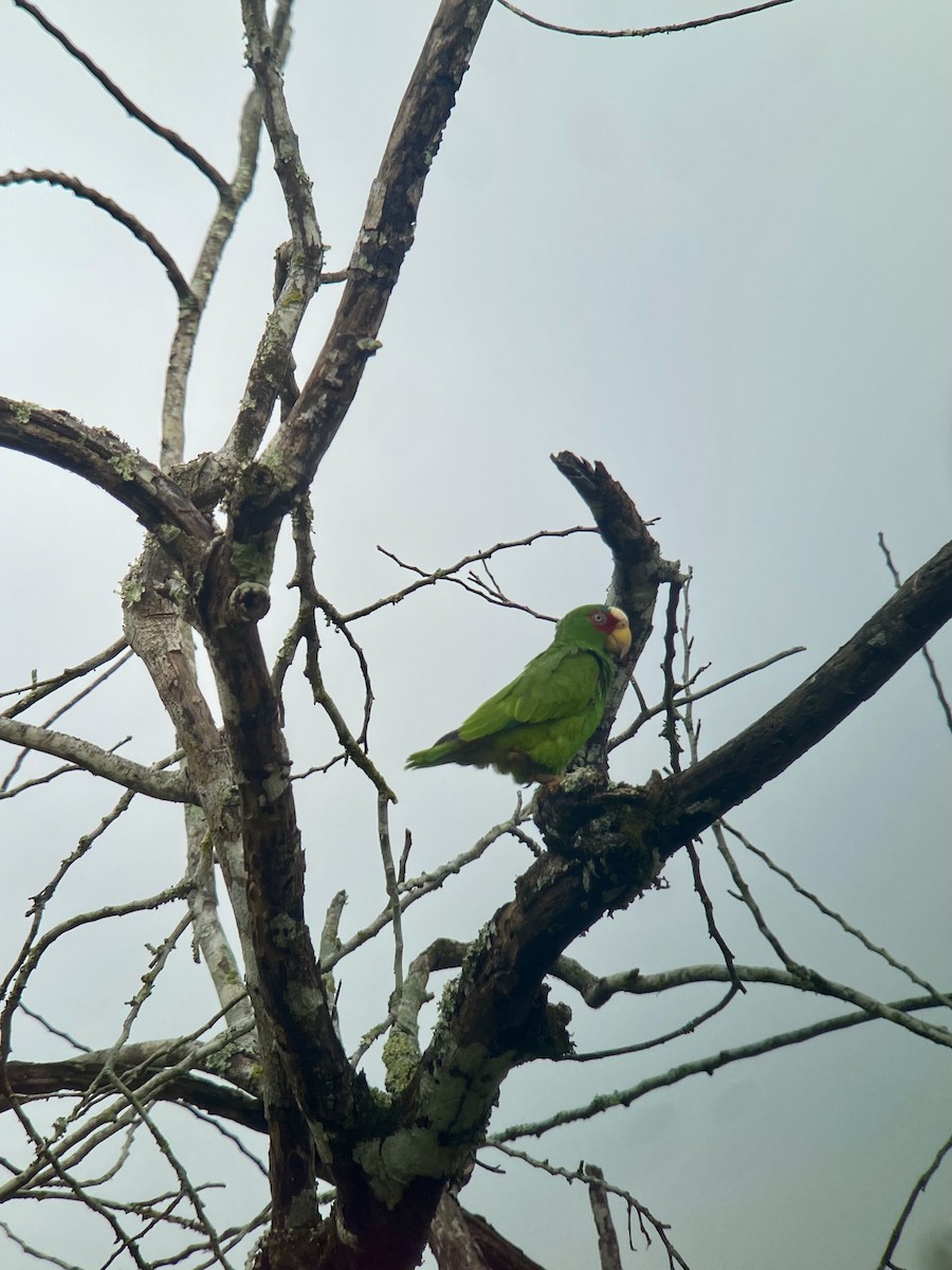 White-fronted Parrot - ML616330408