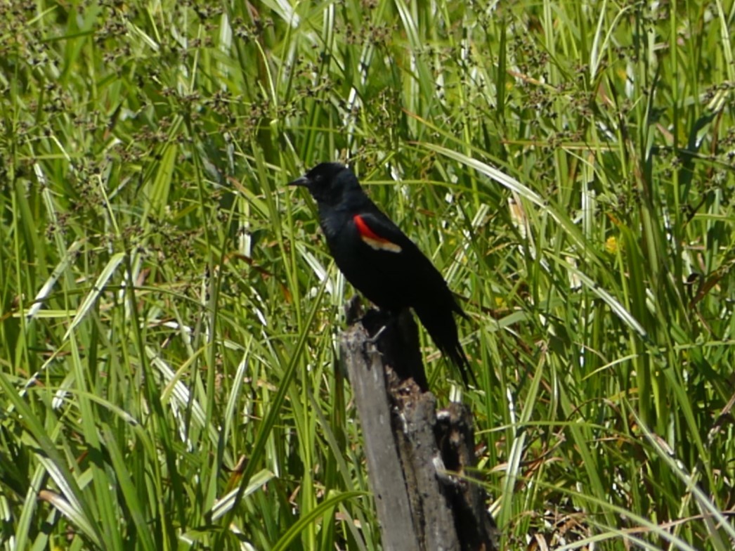 Red-winged Blackbird - ML616330446