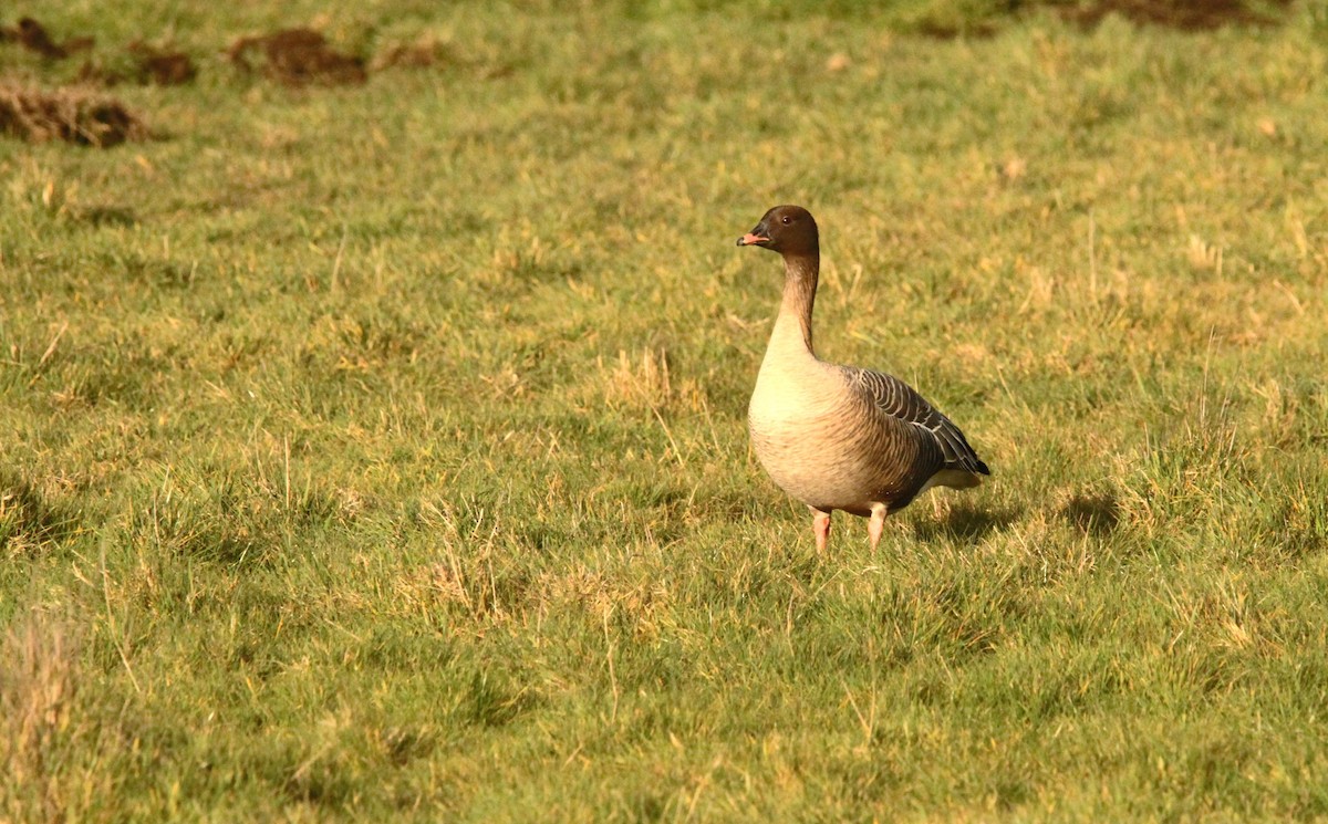 Pink-footed Goose - ML616330482