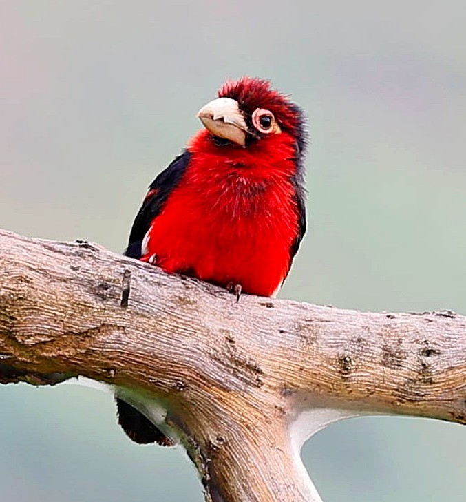 Double-toothed Barbet - ML616330511