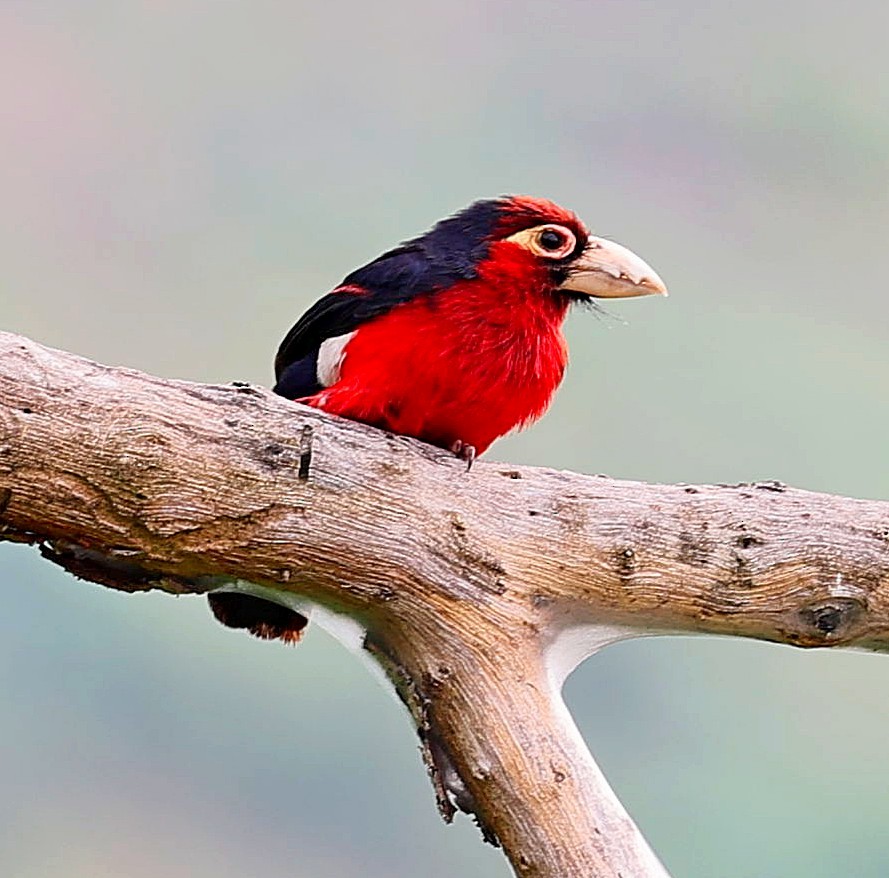 Double-toothed Barbet - ML616330512