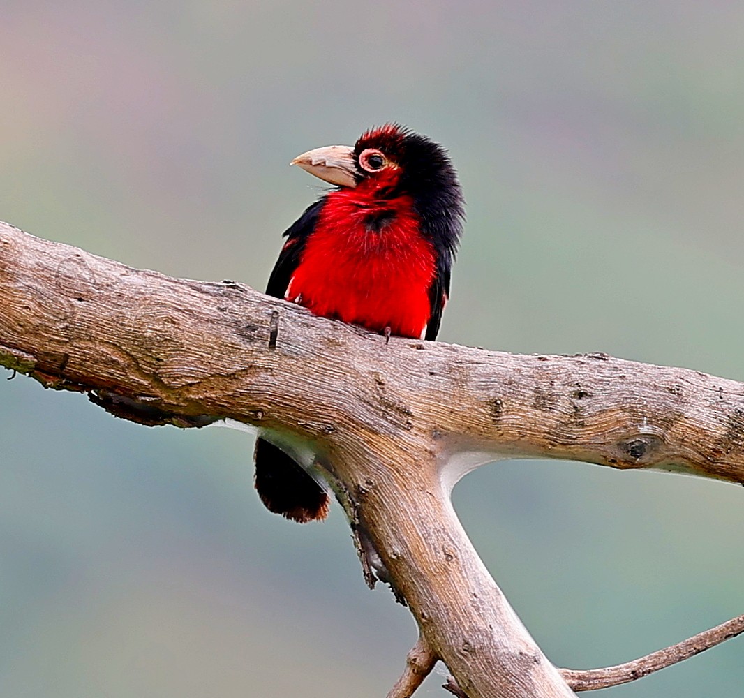 Double-toothed Barbet - ML616330513
