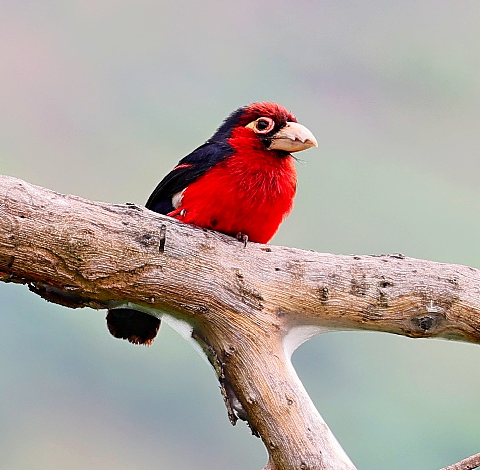 Double-toothed Barbet - ML616330514