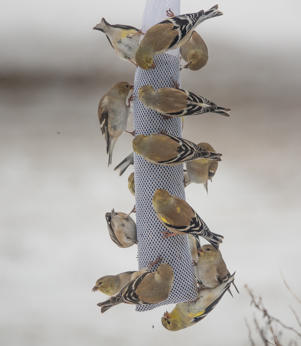 American Goldfinch - Gale VerHague